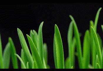 ישראל: “המדינה הירוקה הראשונה בעולם”? לחיים חדשים