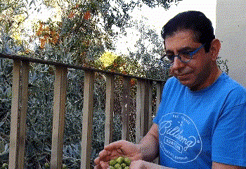 מיוחד: על המתיקות שבמרירות, העוד המנגן, עצי הזית והחיים בישראל