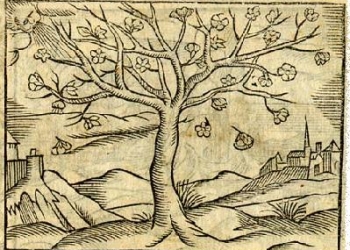 אובאמה הנער וסוד עץ השקד הפרסי