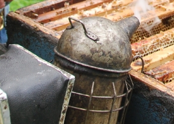 אגדה שבדית: הלוחש לדבורים, וסיפורו המופלא של יוסף בכור