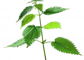 משטר ערבי ראשון מופל בידי הרחוב בתוניס? לפנינו עשרה סירפדים מתוקים כלענה