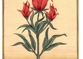 אפקט פרח הצבעוני, ומותו האפשרי של הסכסוך הישראלי-ערבי