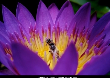 סוד “הלוטוס הפורח”: איך מנצחים את איראן ואת צפון קוריאה?