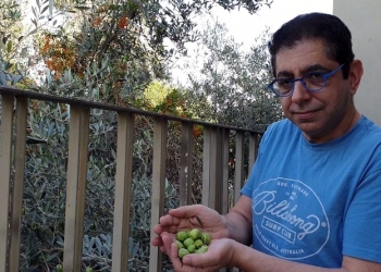 עלה סרטון חגיגי לחג הטבע וראש השנה: הצצה למסיק תש”פ. אבל בשביל מה?