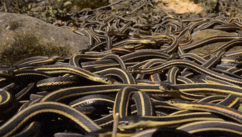 הונאת הבחירות הגדולה בהיסטוריה: האם המדינה הראשונה תעבור אל הנשיא טראמפ?