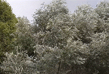 וַתָּבֹא אֵלָיו הַיּוֹנָה לְעֵת עֶרֶב, וְהִנֵּה, עֲלֵה זַיִת טָרָף בְּפִיהָ. וַיֵּדַע נֹחַ כִּי קַלּוּ הַמַּיִם מֵעַל הָאָרֶץ