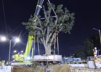 עצי השקמים בת”א עוברים דירה – בהנפה. למה? סרטון מפליא:
