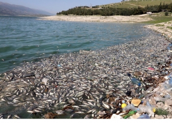 אסון חדש נפל על “לבנון”: מי רצח את הדגים? חיזבאללה?