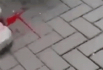 העיתונאי החוקר ההולנדי מת מפצעיו, היורה: מרוקאי צעיר. למה?