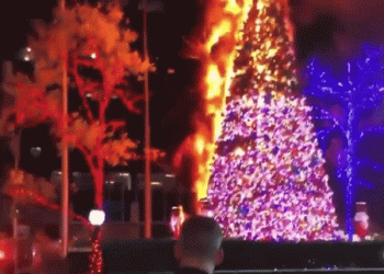 נפתחו חגיגות הצתת עצי חג המולד. בכניסה לאולפני פוקסניוז?