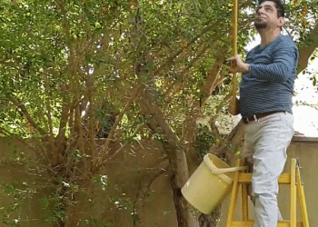 מה עוד תבקשי מאיתנו, מכורה? כמה נטענו השנה – יערות ועצי פרי? נתונים לט”ו בשבט: