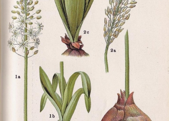 מודיעין: החצב שנבל. הפלא הוא, איך גוף כה בינוני נשאר בכלל