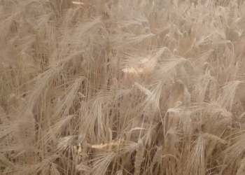 מלחמת החיטה של רוסיה. סכנה ליציבות העולמית?