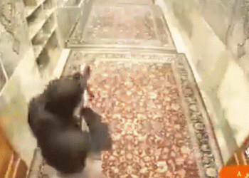 אנרכיה כפולה בעיר שיראז, איראן? טבח פונקציונלי, ושריפת כיסויי ראש איסלאמיים בידי הנשים?