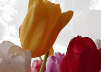 ‘אפקט פרח הצבעוני’ חוגג 12 שנים: חנק תעופה ישראלית בן 75 שנה – קרס. לכבוד החגיגות?