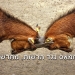 קריסת האשליות? מה יעשו מחבלי חמאס לאנשי רשות רמאללה, אם יעזו לדרוך בעזה?